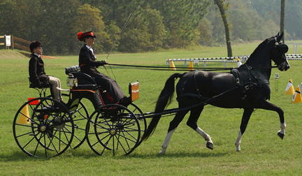 Driven Dressage